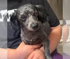 Poodle (Miniature)-Unknown Mix Dogs for adoption in Cranston, RI, USA