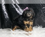 Small #4 Poodle (Miniature)