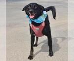 Small Photo #2 Mutt Puppy For Sale in San Antonio, TX, USA