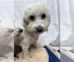Small Photo #1 Bichon Frise Puppy For Sale in Mukwonago, WI, USA