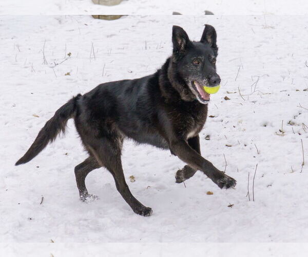 Medium Photo #12 Shepradors Puppy For Sale in Princeton, MN, USA