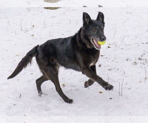 Cardi - Female Shepradors Dog for Adoption - Photo #12