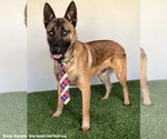 Small #2 German Shepherd Dog Mix