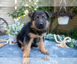 Puppy 7 German Shepherd Dog