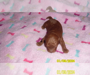 Poodle (Toy) Puppy for sale in DULUTH, GA, USA