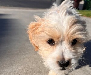 Havashu Puppy for sale in RIVERSIDE, CA, USA
