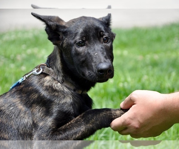 Medium Photo #1 Dutch Shepherd Dog Puppy For Sale in CHARLESTON, WV, USA