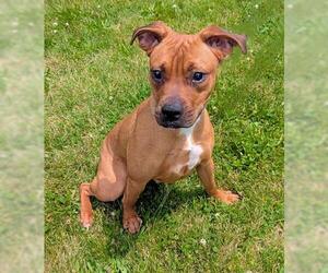 Bullboxer Pit Dogs for adoption in Akron, OH, USA