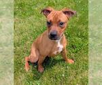 Small Bullboxer Pit