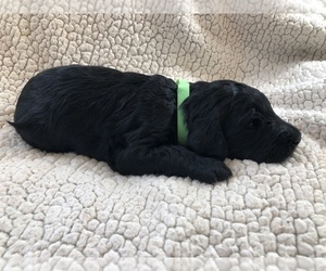 Goldendoodle Puppy for Sale in WATKINSVILLE, Georgia USA