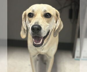 Labrador Retriever-Unknown Mix Dogs for adoption in Duluth, GA, USA