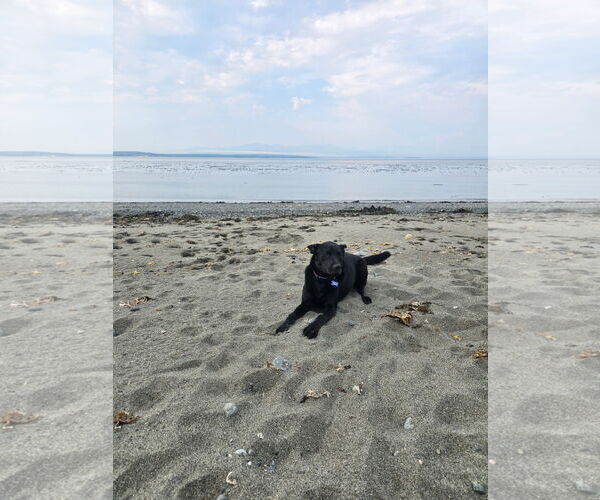 Medium Photo #11 Labrador Retriever-Unknown Mix Puppy For Sale in Bellevue, WA, USA