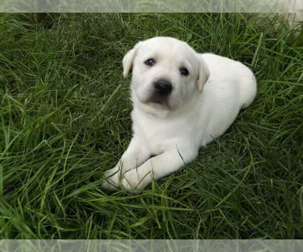 Medium Photo #11 Labrador Retriever Puppy For Sale in DAVENPORT, IA, USA