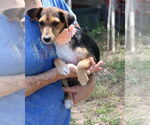 Small #1 Dachshund Mix