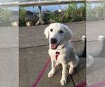 Small #7 Great Pyrenees Mix