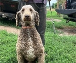 Small Photo #1 Poodle (Standard) Puppy For Sale in CHETEK, WI, USA