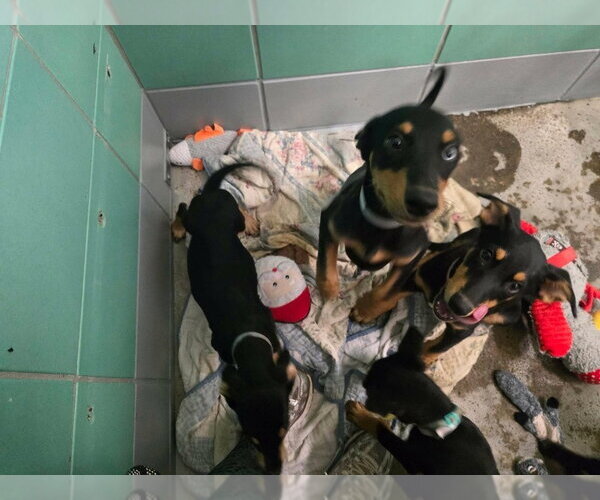 Medium Photo #3 Doberman Pinscher-Unknown Mix Puppy For Sale in Lakewood, CO, USA