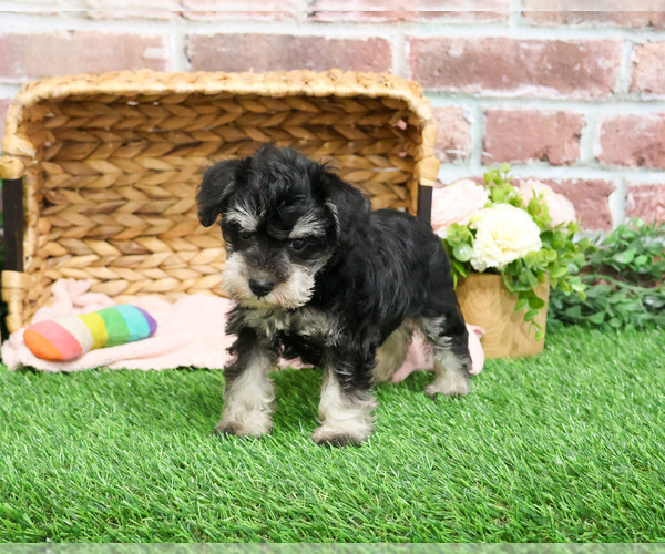 Medium Photo #10 Schnauzer (Miniature) Puppy For Sale in SYRACUSE, IN, USA