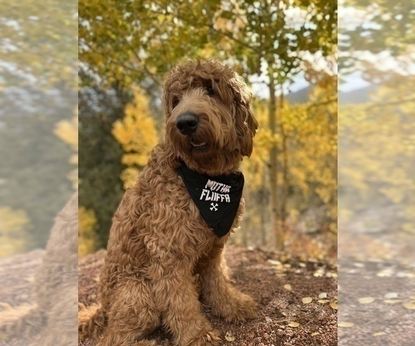 Medium Photo #1 Goldendoodle Puppy For Sale in PEYTON, CO, USA