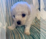Small Photo #8 Bichon Frise Puppy For Sale in BAXTER, MN, USA