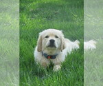 Small #3 Golden Retriever