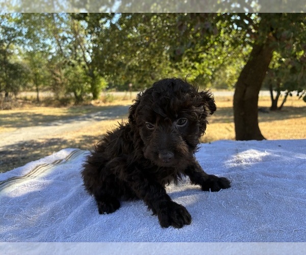 Medium Photo #4 Aussiedoodle Miniature  Puppy For Sale in OKLAHOMA CITY, OK, USA