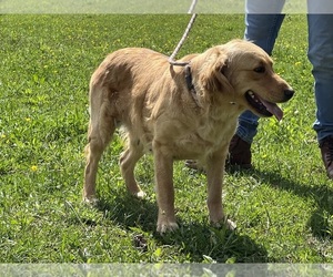 Mother of the Golden Retriever puppies born on 09/18/2026