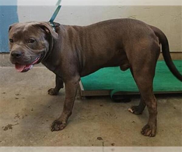 Medium Photo #1 American Pit Bull Terrier Puppy For Sale in Camarillo, CA, USA