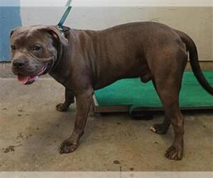 American Pit Bull Terrier Dogs for adoption in Camarillo, CA, USA