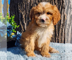 Small Photo #25 Cavapoo (Miniature)-Poodle (Standard) Mix Puppy For Sale in CAPAC, MI, USA