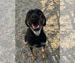 Small #2 Mountain Cur Mix