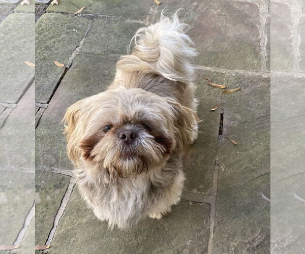 Medium Photo #5 Shih Tzu Puppy For Sale in Greensboro, NC, USA