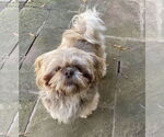 Small #4 Shih Tzu