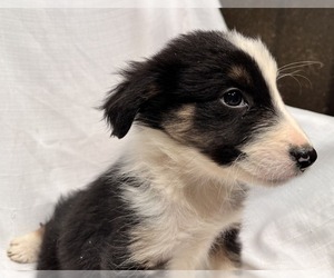 Border Collie Puppy for Sale in MOSIER, Oregon USA