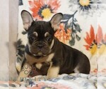 Small French Bulldog