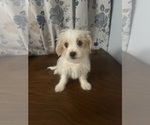 Small #15 Morkie