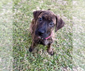 Labrador Retriever-Unknown Mix Dogs for adoption in Royal Palm Beach, FL, USA