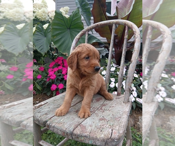 Medium Photo #4 Golden Retriever Puppy For Sale in GREENWOOD, WI, USA
