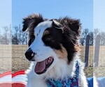 Small Australian Shepherd