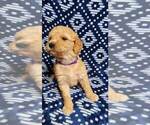Small Photo #6 Goldendoodle Puppy For Sale in AIKEN, SC, USA