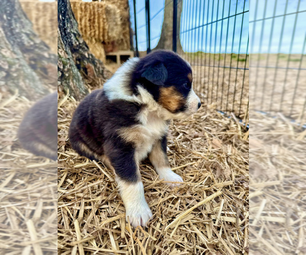 Medium Photo #10 Australian Shepherd Puppy For Sale in SMITHS GROVE, KY, USA