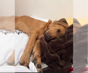 Johnny - Male Basset Hound-Retriever  Mix Dog for Adoption - Photo #2
