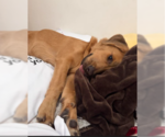 Small Photo #2 Basset Hound-Retriever  Mix Puppy For Sale in San Diego, CA, USA