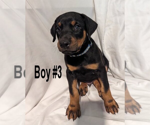 Medium Photo #3 Doberman Pinscher Puppy For Sale in FLINT, TX, USA