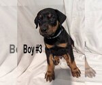 Small Photo #3 Doberman Pinscher Puppy For Sale in FLINT, TX, USA