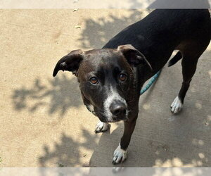 Mutt Dogs for adoption in Tulsa, OK, USA