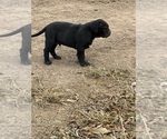 Small #3 American Bandogge mastiff