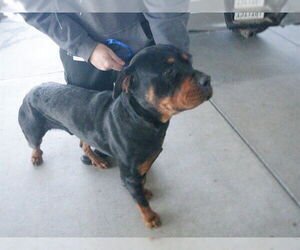 Rottweiler-Unknown Mix Dogs for adoption in Oroville, CA, USA