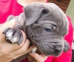 Small Photo #10 Cane Corso Puppy For Sale in WEST MONROE, LA, USA