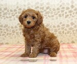 Small #3 Cavapoo